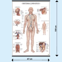 Sistema linfatico poster didattico MS41PL Belletti