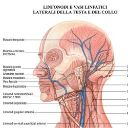 Sistema linfatico poster didattico MS41PL Belletti