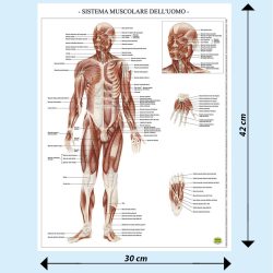 Sistema muscolare tavola banco BS37P Belletti