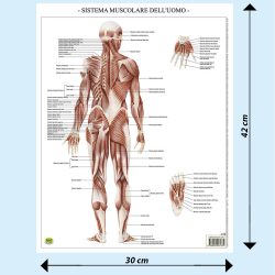 Sistema muscolare tavola banco BS37P Belletti