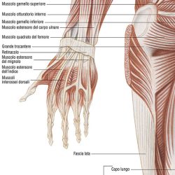 Sistema muscolare poster didattico MS37PL Belletti