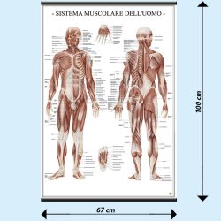 Sistema muscolare poster didattico MS37PL Belletti