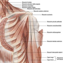 Sistema muscolare poster didattico MS37PL Belletti