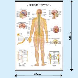 Sistema nervoso poster didattico MS42PL Belletti