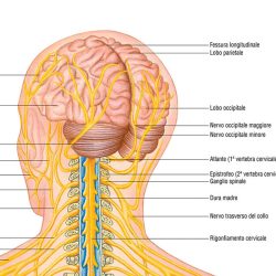 Sistema nervoso poster didattico MS42PL Belletti