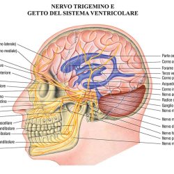 Sistema nervoso poster didattico MS42PL Belletti