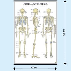 Sistema scheletrico poster didattico MS38PL Belletti