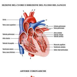 Sistema vascolare tavola banco BS43P Belletti