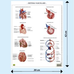 Sistema vascolare tavola banco BS43P Belletti