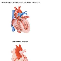 Sistema vascolare muta BS43M Belletti
