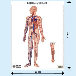 Sistema vascolare muta BS43M Belletti