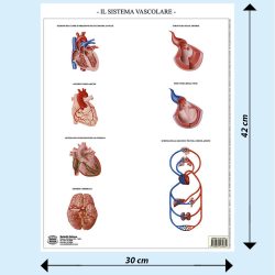 Sistema vascolare muta BS43M Belletti
