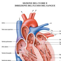 Sistema vascolare poster didattico MS43PL Belletti