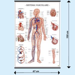 Sistema vascolare poster didattico MS43PL Belletti