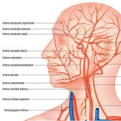 Sistema vascolare poster didattico MS43PL Belletti
