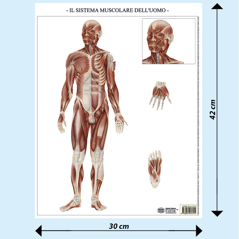 Tavola illustrativa Per Imparare i Muscoli del Corpo Umano ® Editorial GEU