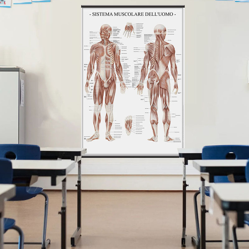 Sistema muscolare poster didattico MS37PL Belletti