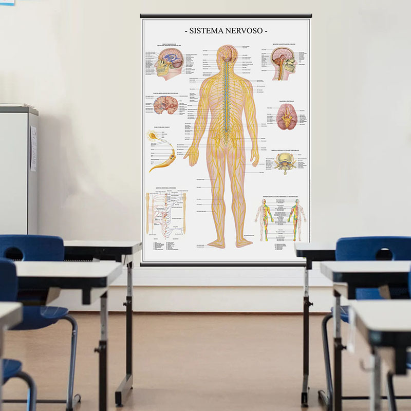 Sistema nervoso poster didattico MS42PL Belletti