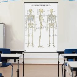 Sistema scheletrico poster didattico MS38PL Belletti