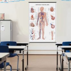 Sistema vascolare poster didattico MS43PL Belletti