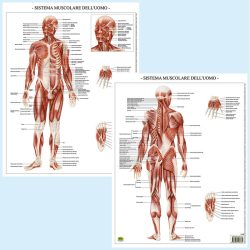 Sistema muscolare tavola banco BS37P Belletti