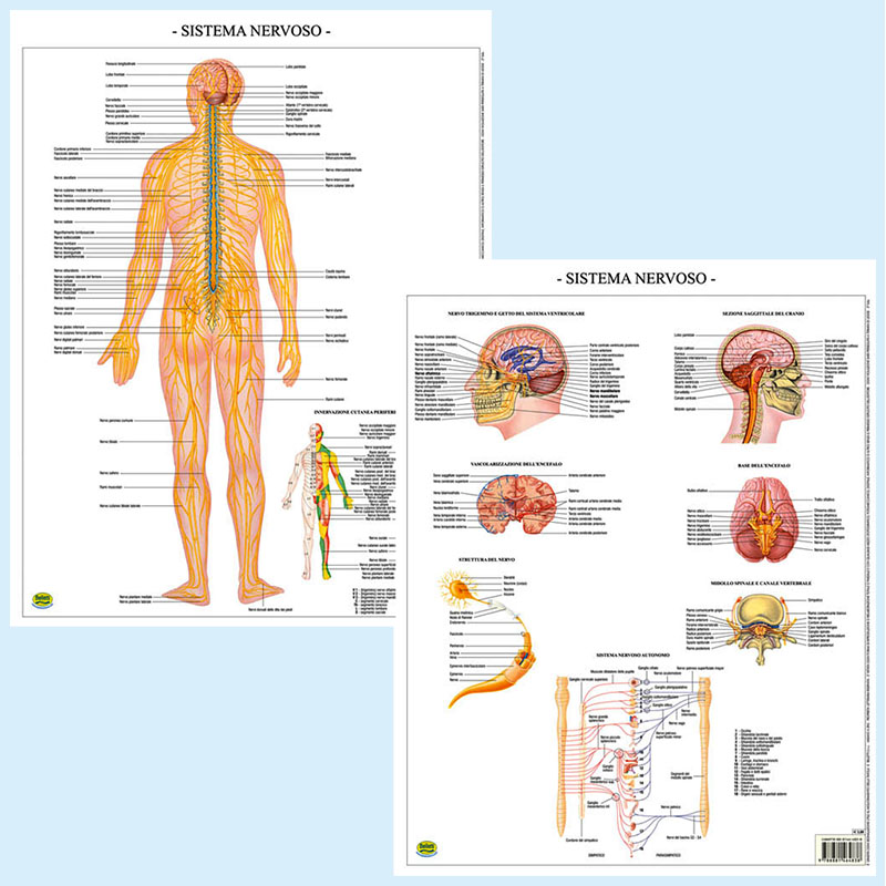 Sistema nervoso tavola banco BS42P Belletti