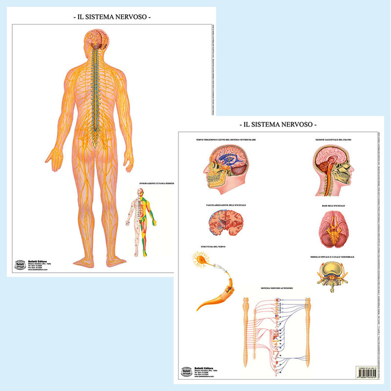Sistema nervoso muta BS42M Belletti