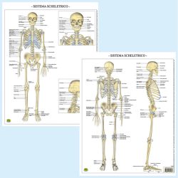 Sistema scheletrico tavola banco BS38P Belletti