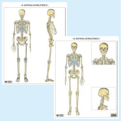 Sistema scheletrico muta BS38M Belletti