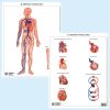 Sistema vascolare muta BS43M Belletti