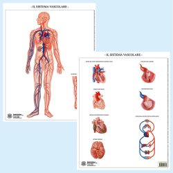 Sistema vascolare muta BS43M Belletti